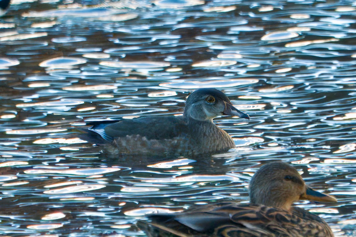 Wood Duck - ML643234896