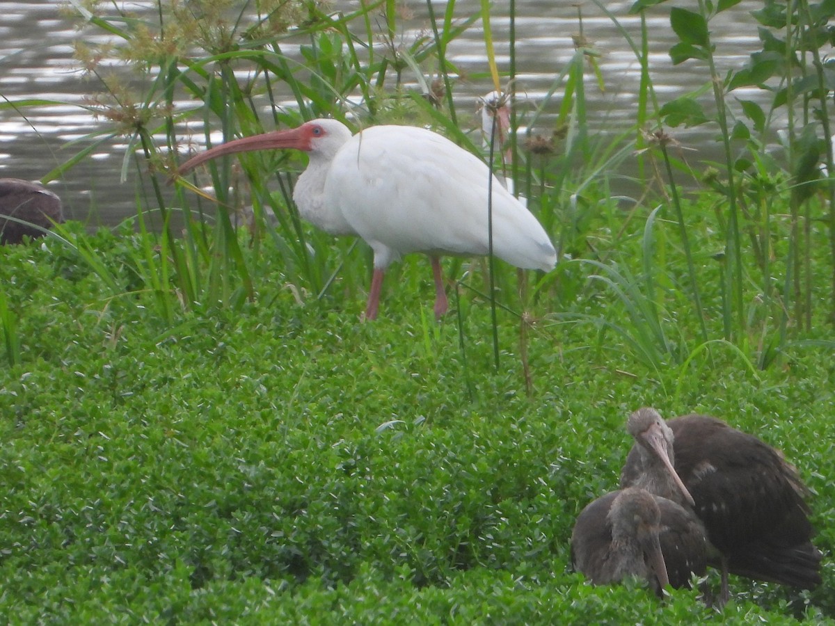 White Ibis - ML643234897