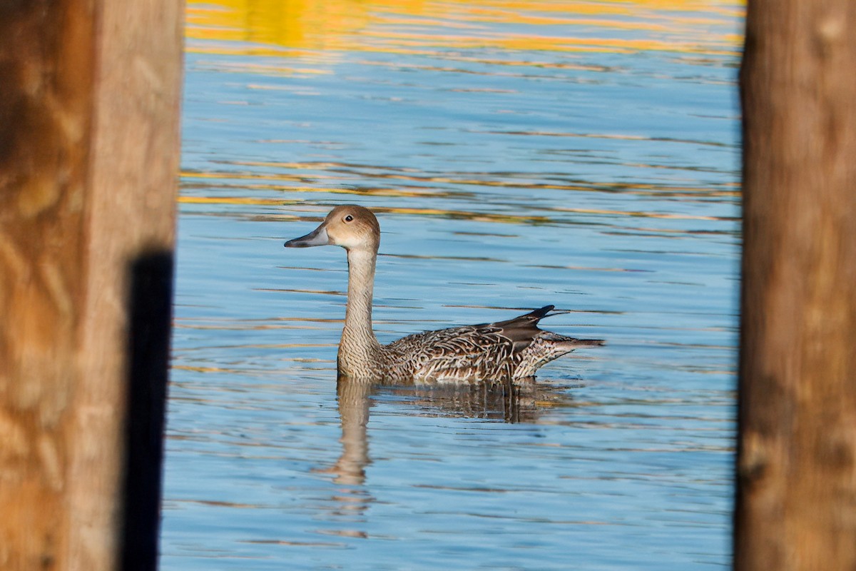Northern Pintail - ML643234908