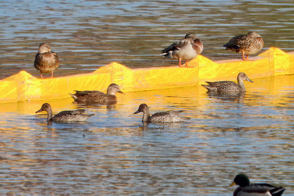 Northern Pintail - ML643234909