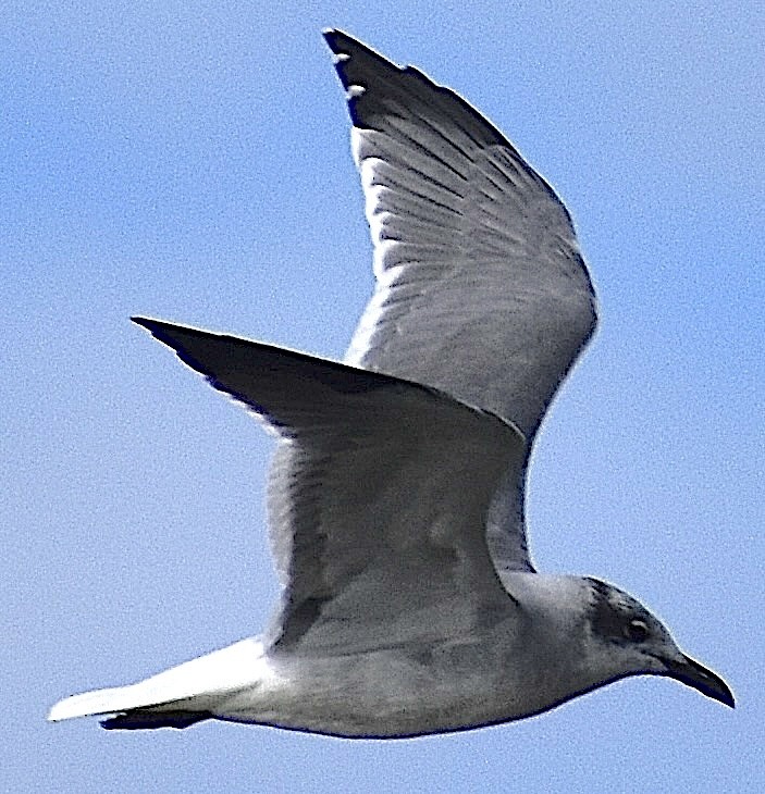 Laughing Gull - ML643234912