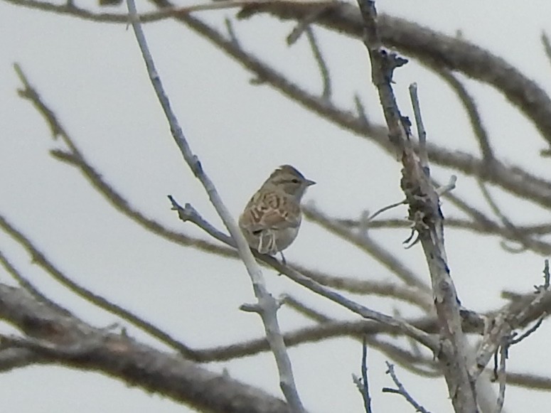 Chipping Sparrow - ML643234913