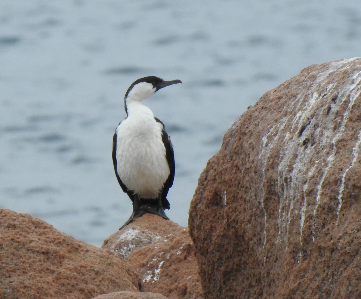 Cormorán Carinegro - ML643234919