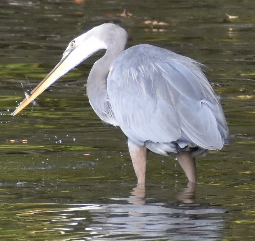 Great Blue Heron - ML643234920