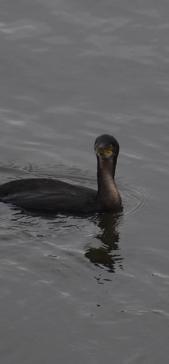 European Shag - ML643234925