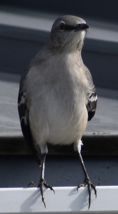 Northern Mockingbird - ML643234940