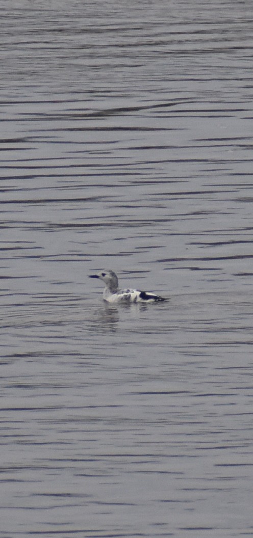 Black Guillemot - ML643234942
