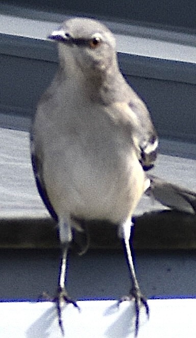 Northern Mockingbird - ML643234945