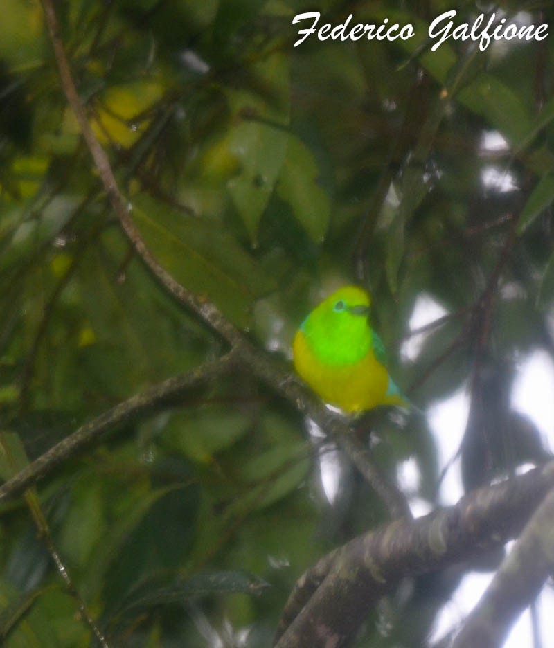 Blue-naped Chlorophonia - ML643234946