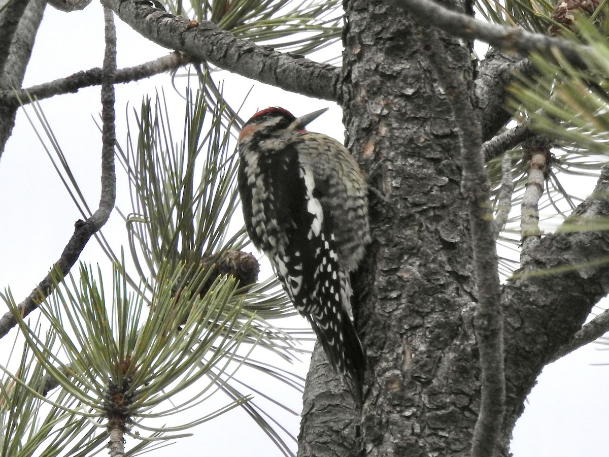 Red-naped Sapsucker - ML643234952
