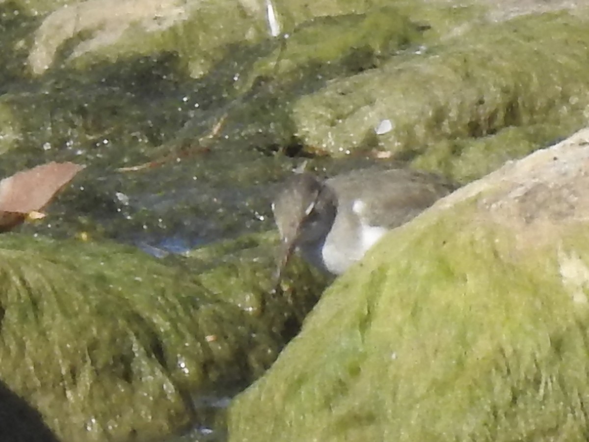 Spotted Sandpiper - ML643234991
