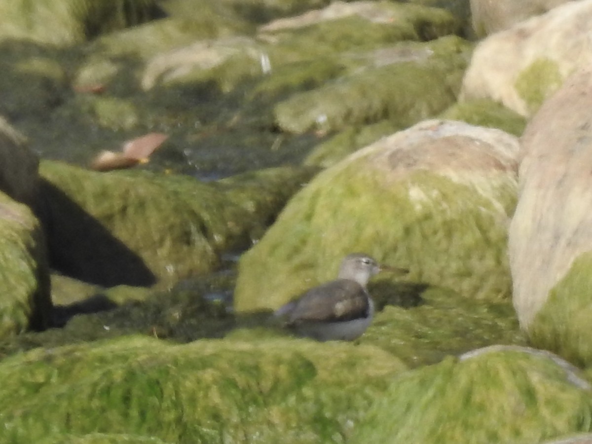 Spotted Sandpiper - ML643234992