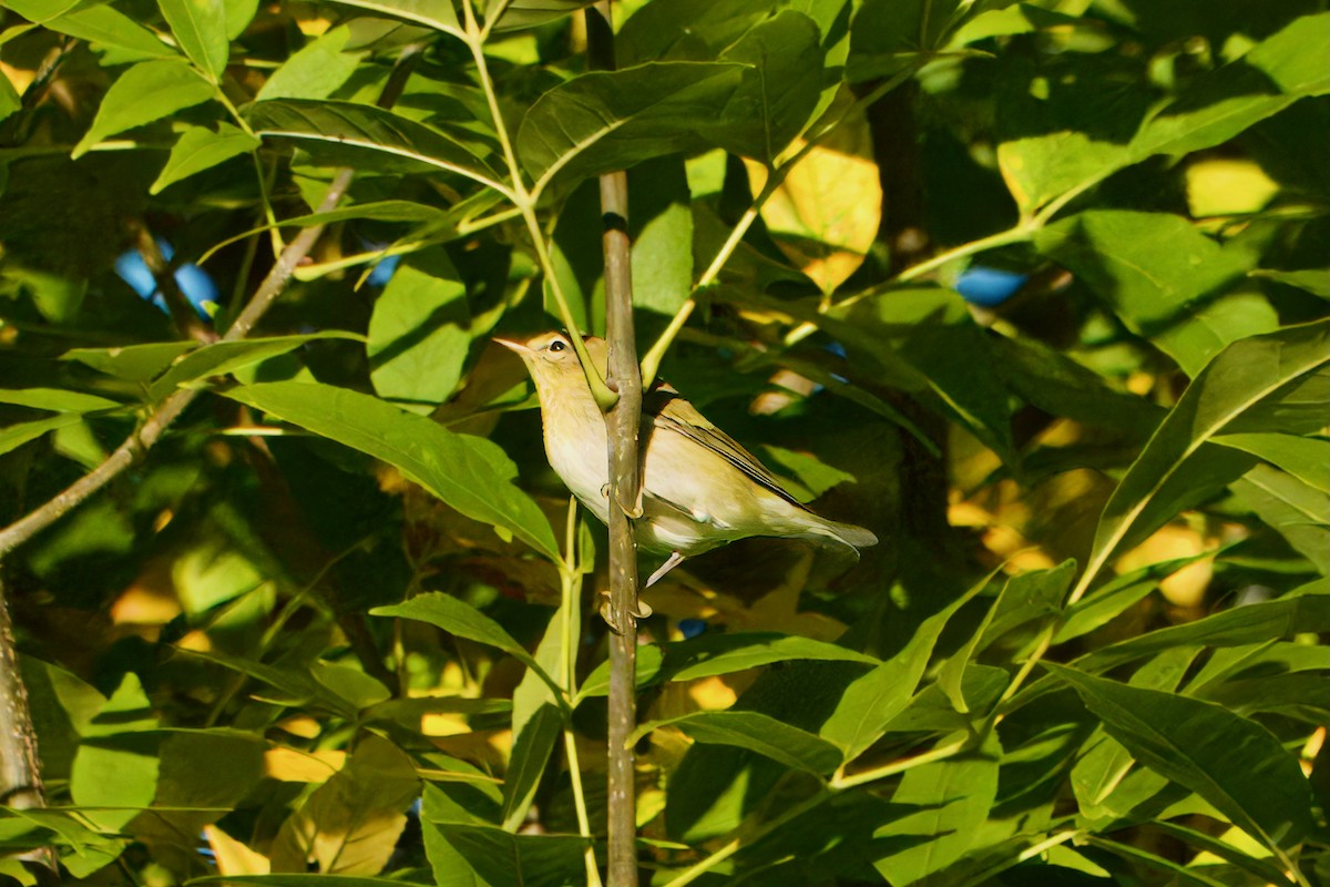 Tennessee Warbler - ML643235003