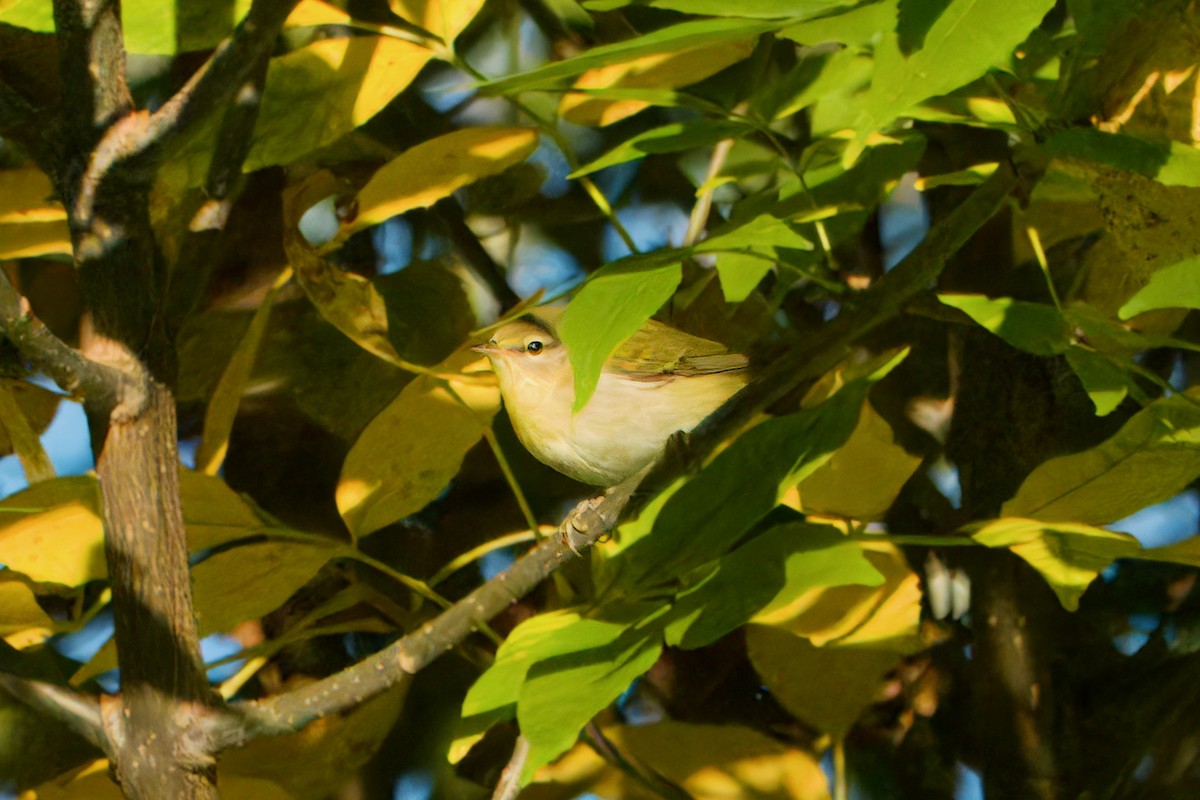 Tennessee Warbler - ML643235004