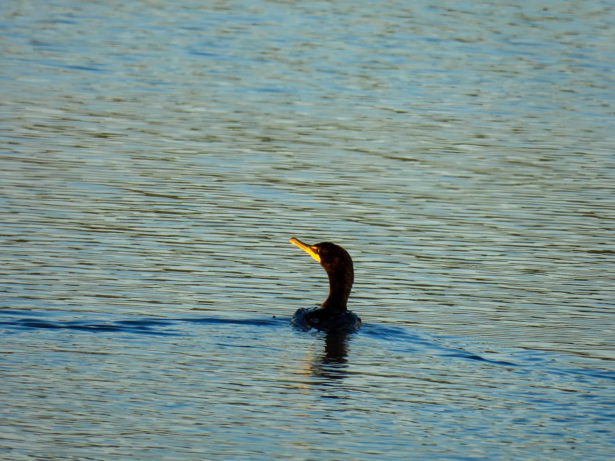 Cormoran à aigrettes - ML643235017