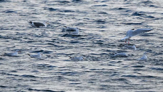Black-headed Gull - ML643235046