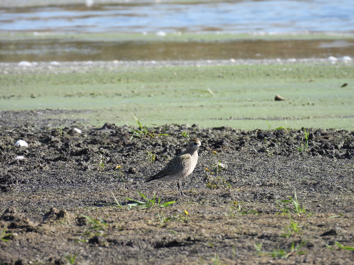 American Golden-Plover - ML643235072