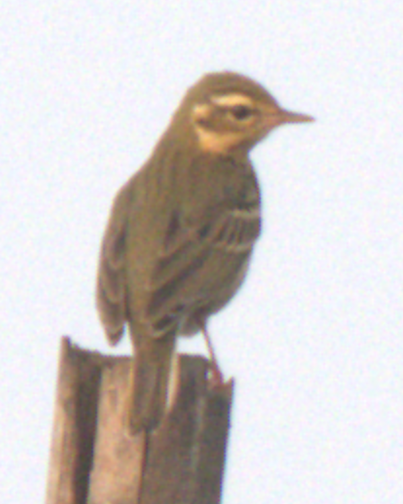 Pipit à dos olive - ML643235099