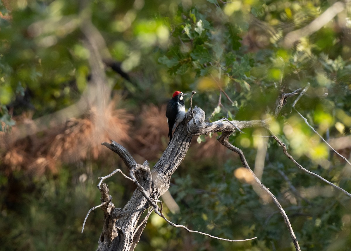 Acorn Woodpecker - ML643235105