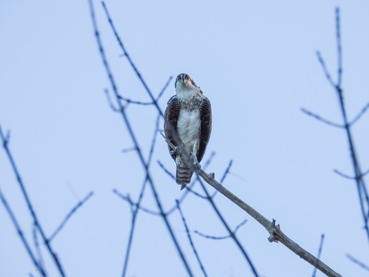 Balbuzard pêcheur - ML643235113