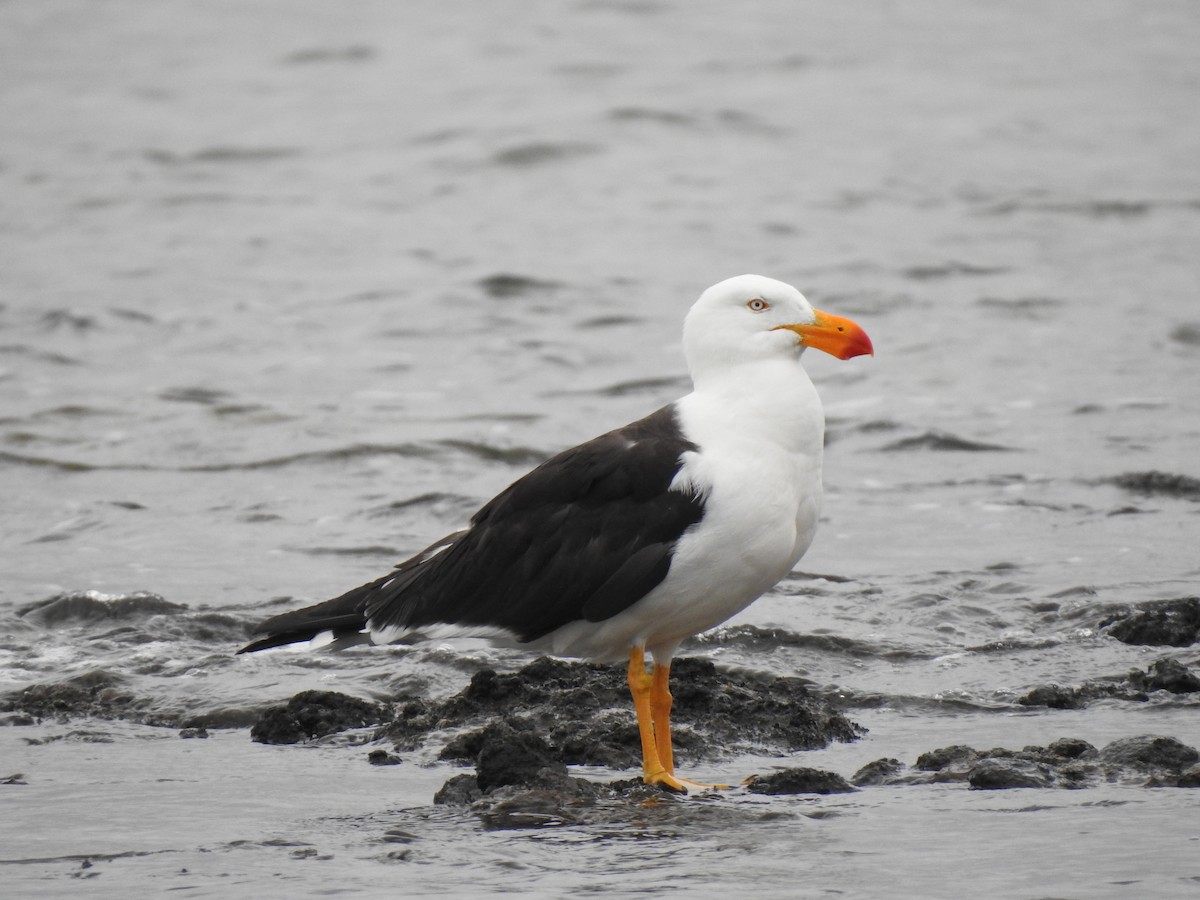 Pacific Gull - ML643235119