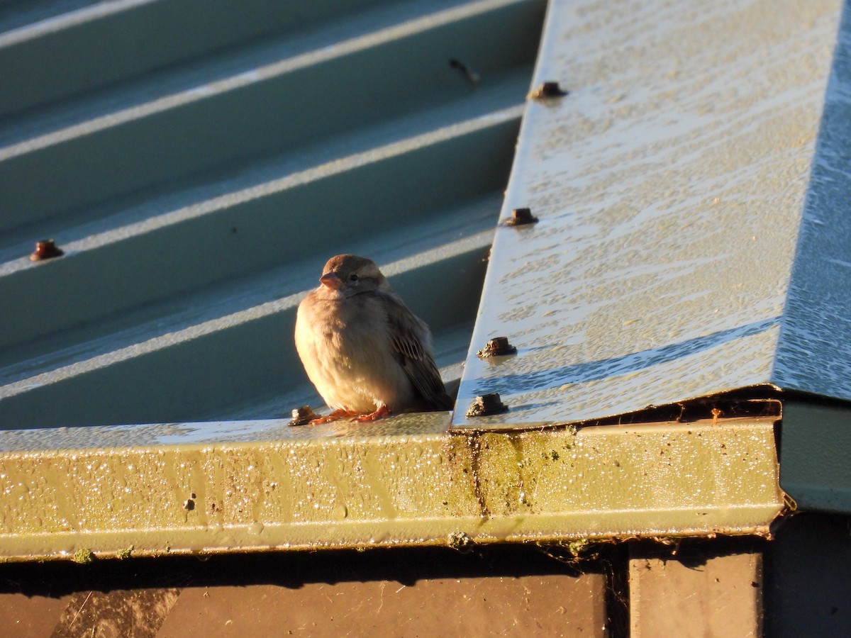 Moineau domestique - ML643235129