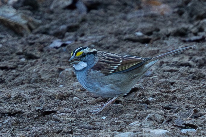 White-throated Sparrow - ML643235144