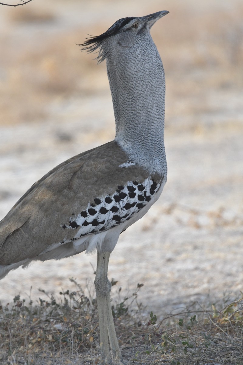 Kori Bustard - ML643235153