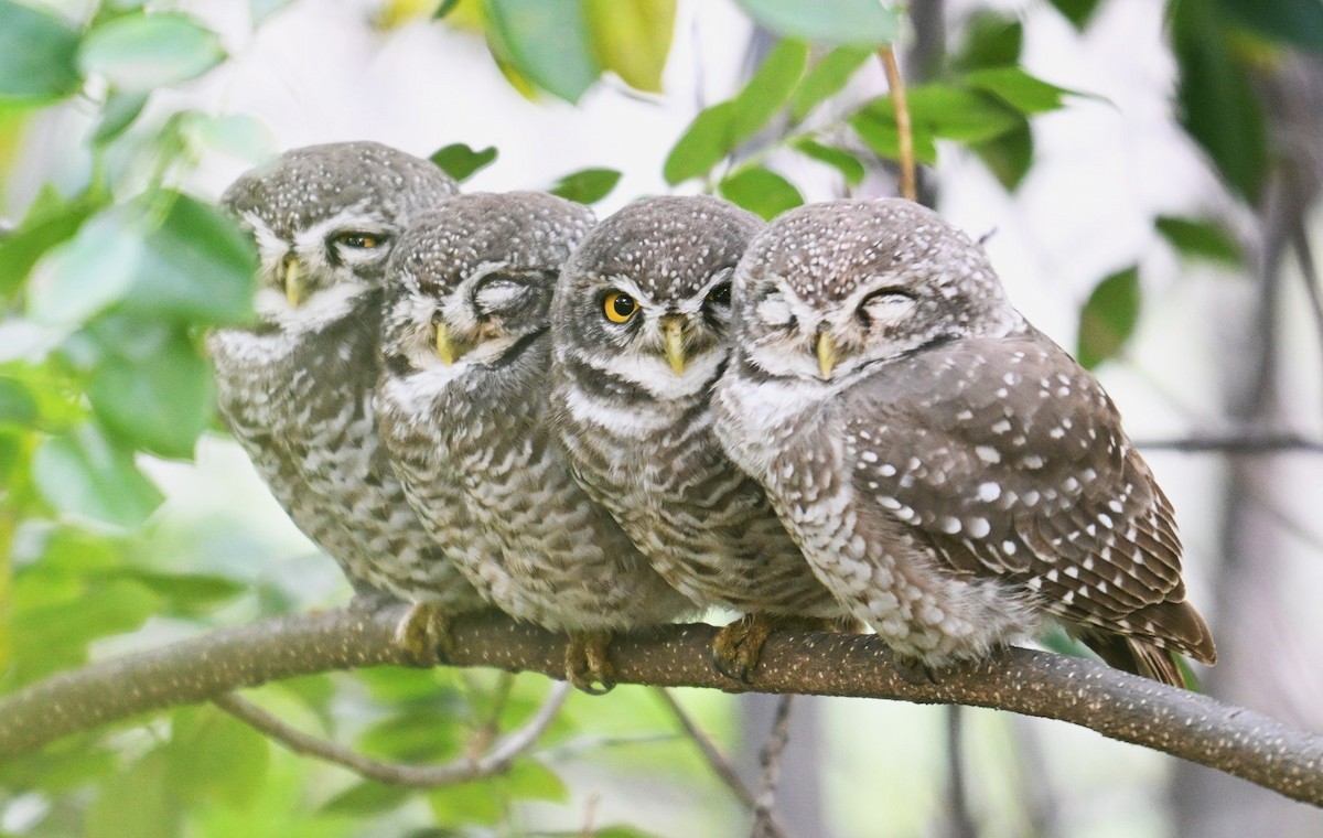 Spotted Owlet - ML643235162