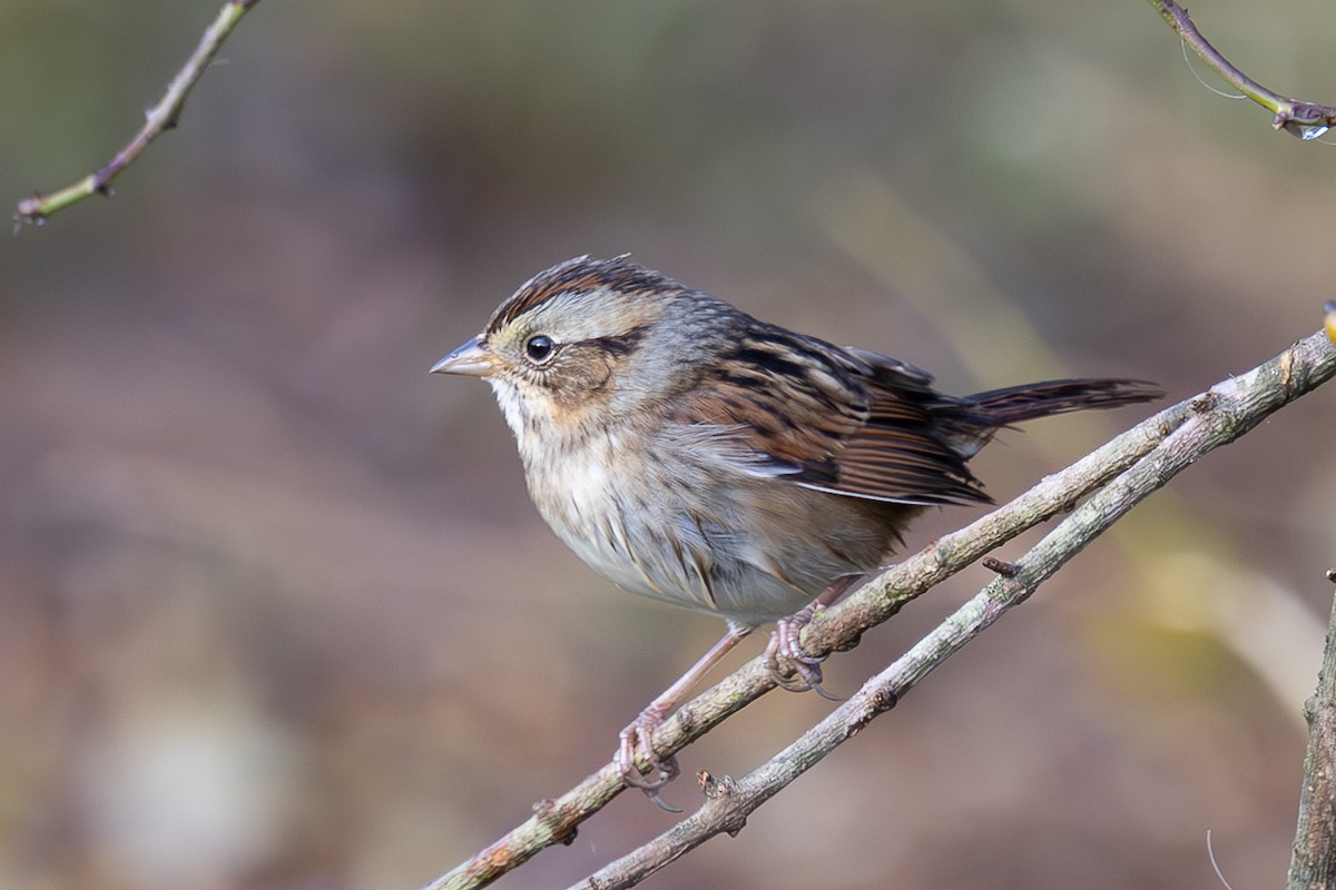 Swamp Sparrow - ML643235169