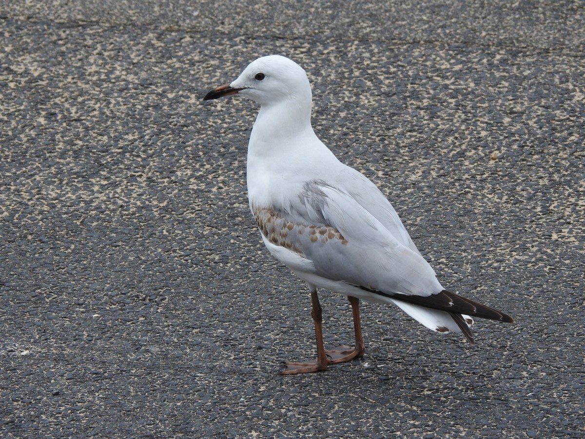 racek australský - ML643235220