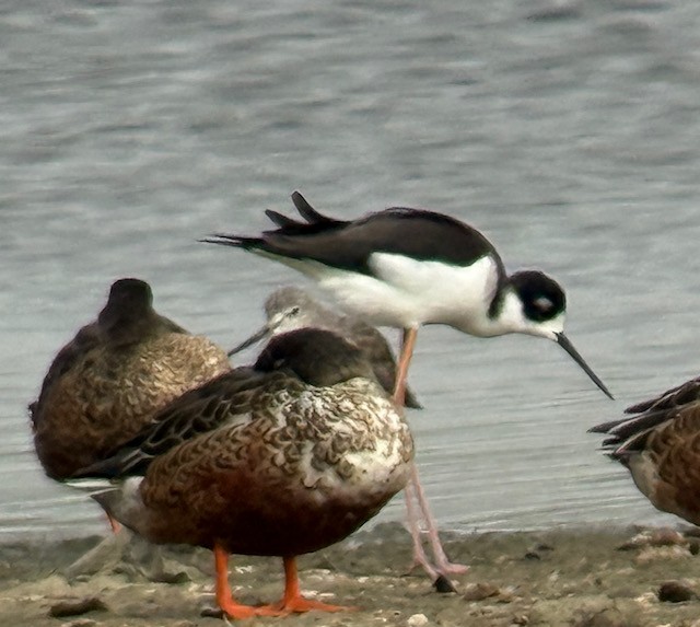 Black-necked Stilt - ML643235223