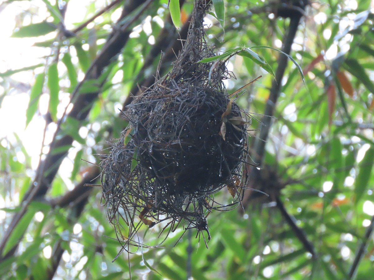 Nelikurvi Dokumacısı - ML643235237