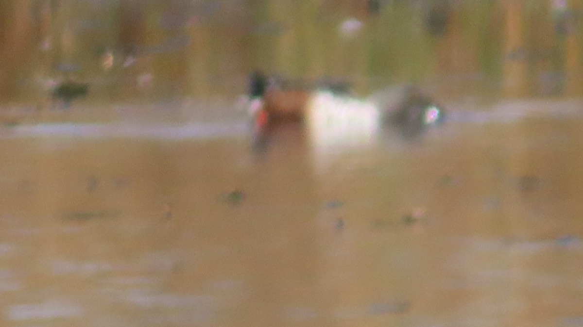 Canard souchet - ML643235254