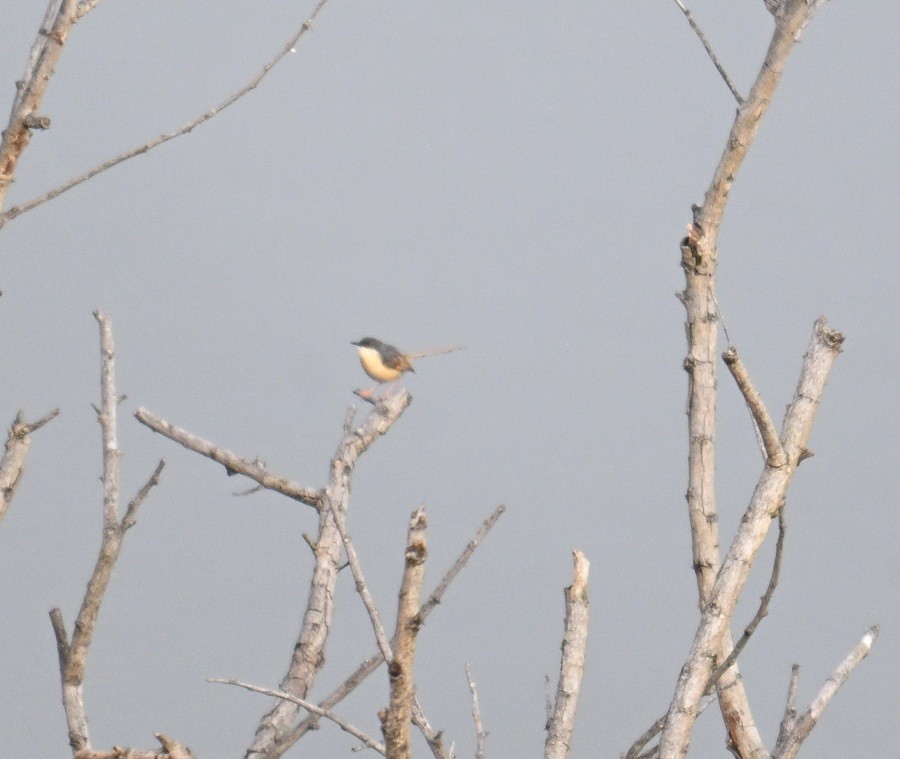 Ashy Prinia - ML643235257