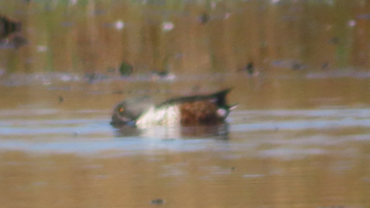 Canard souchet - ML643235261