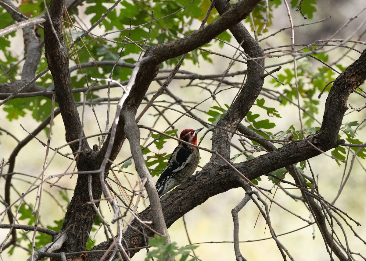 Red-naped Sapsucker - ML643235270