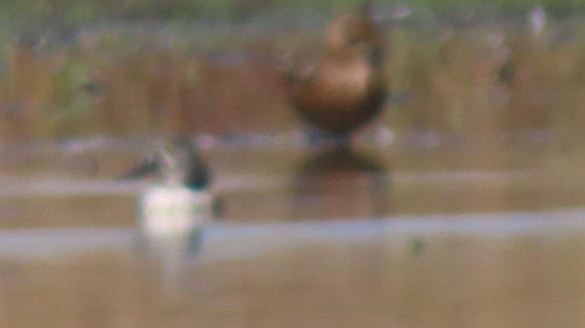 Canard souchet - ML643235284