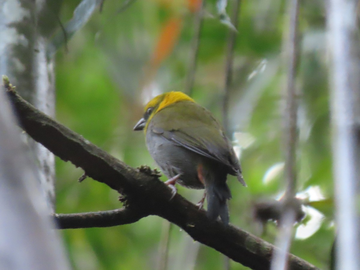 Nelikurvi Dokumacısı - ML643235287