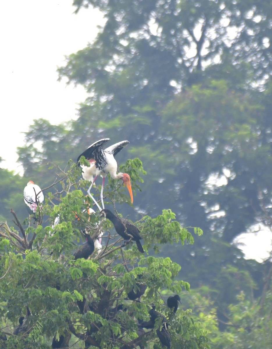 Painted Stork - ML643235291