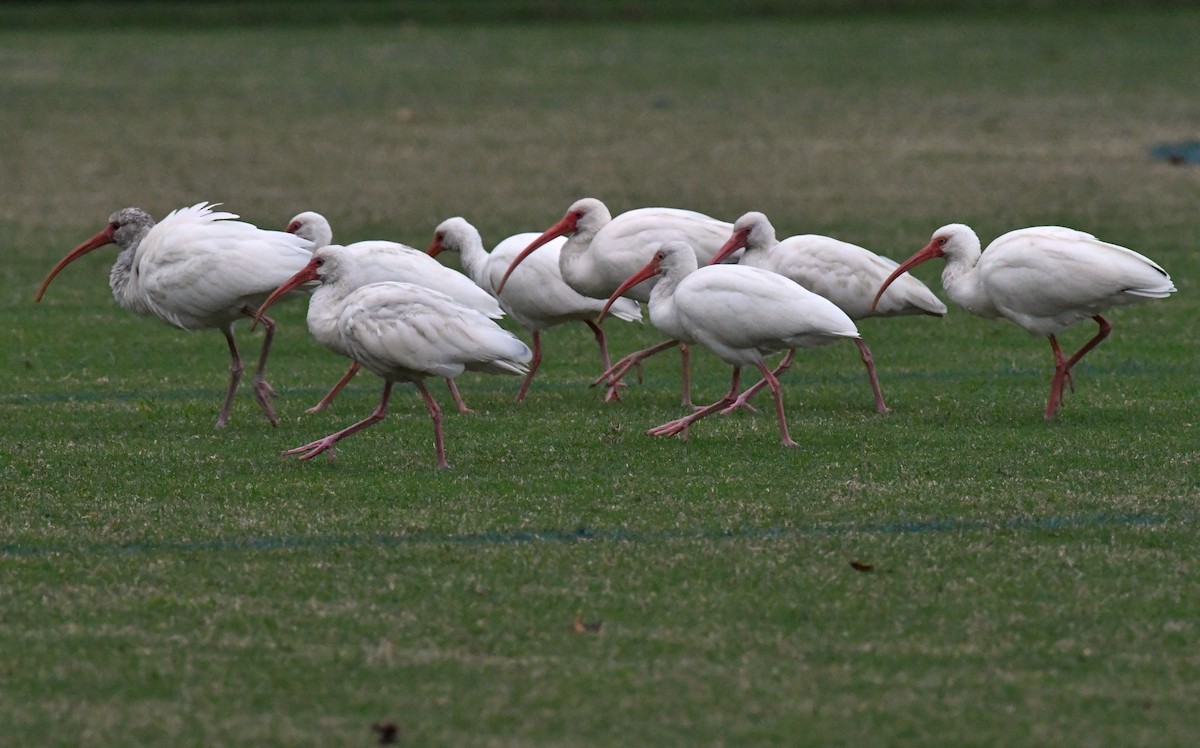 White Ibis - ML643235292