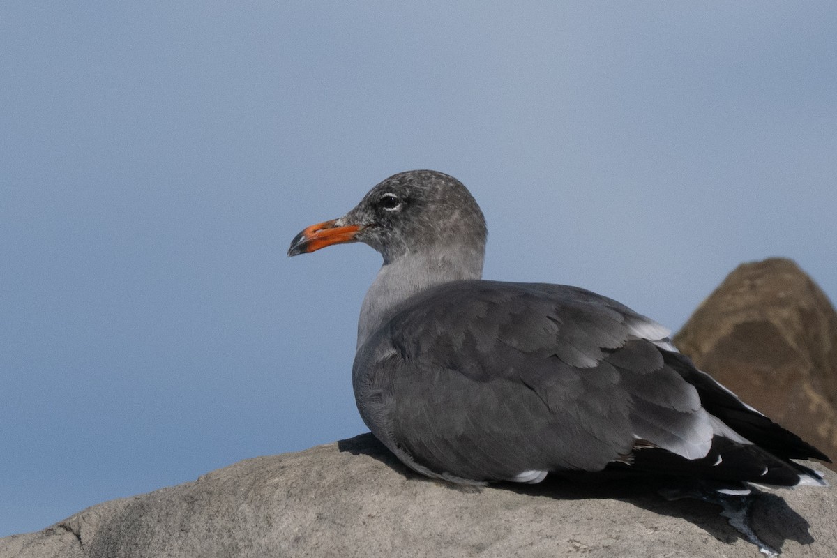 Heermann's Gull - ML643235306