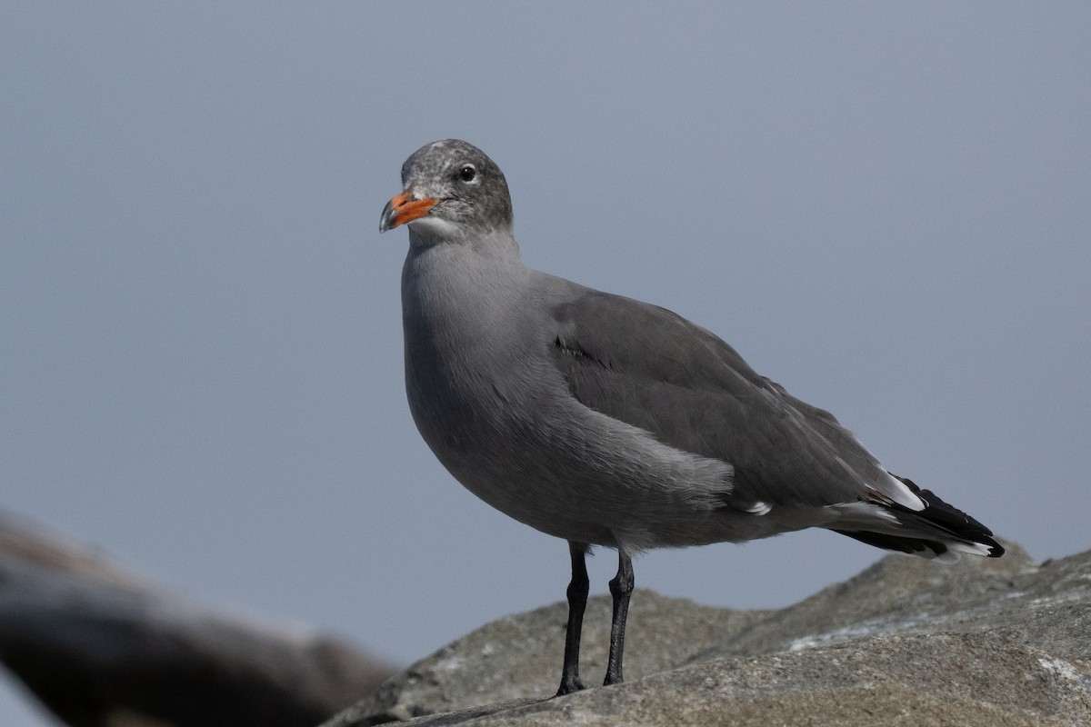 Heermann's Gull - ML643235308