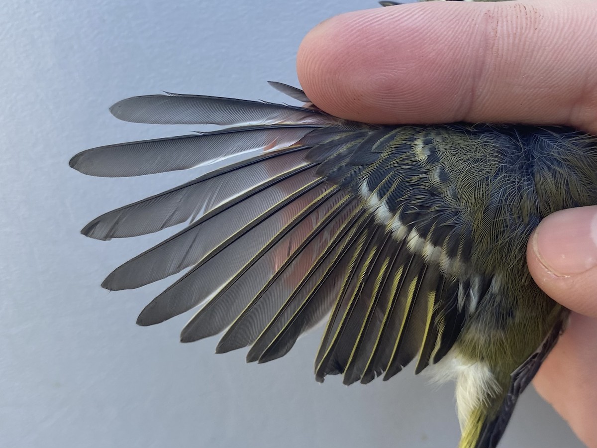 Ruby-crowned Kinglet - ML643235329