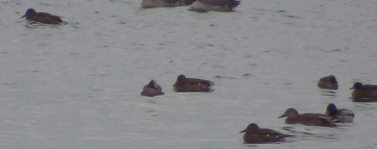 Eurasian Wigeon - ML643235360