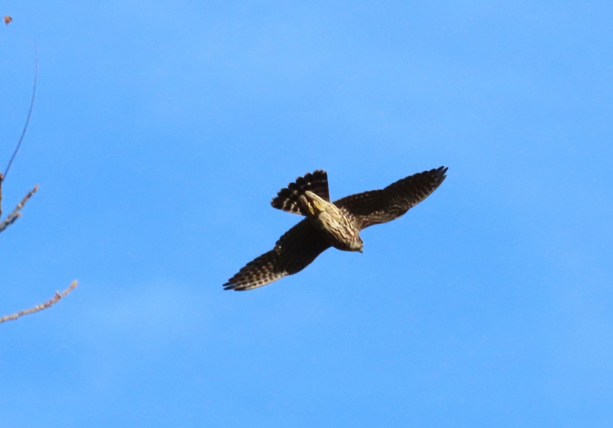 Merlin - ML643235377