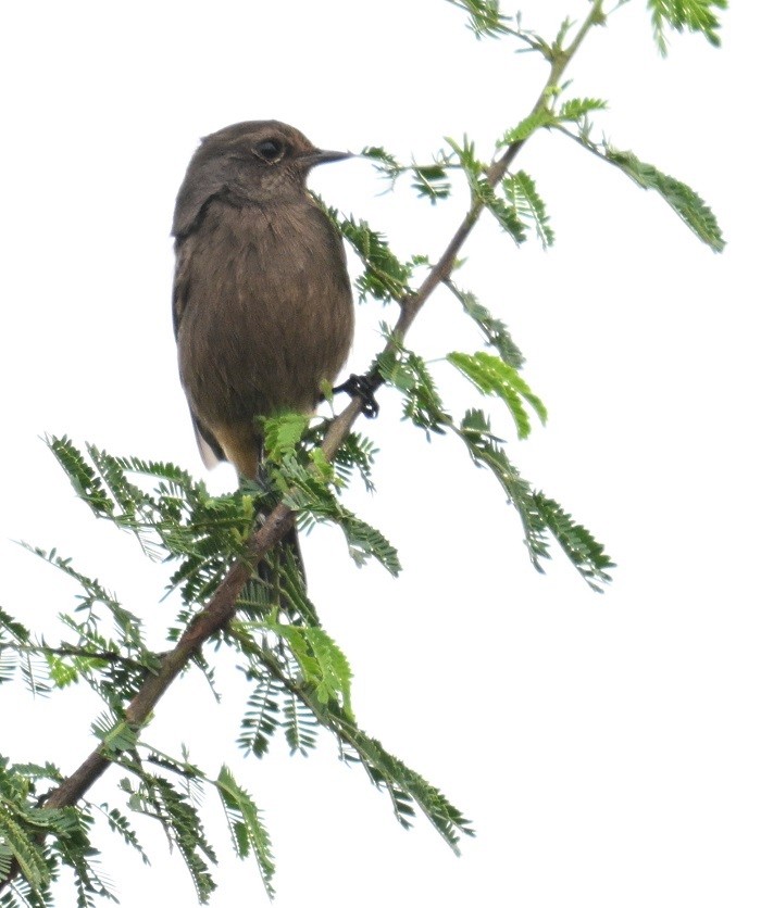 Pied Bushchat - ML643235378