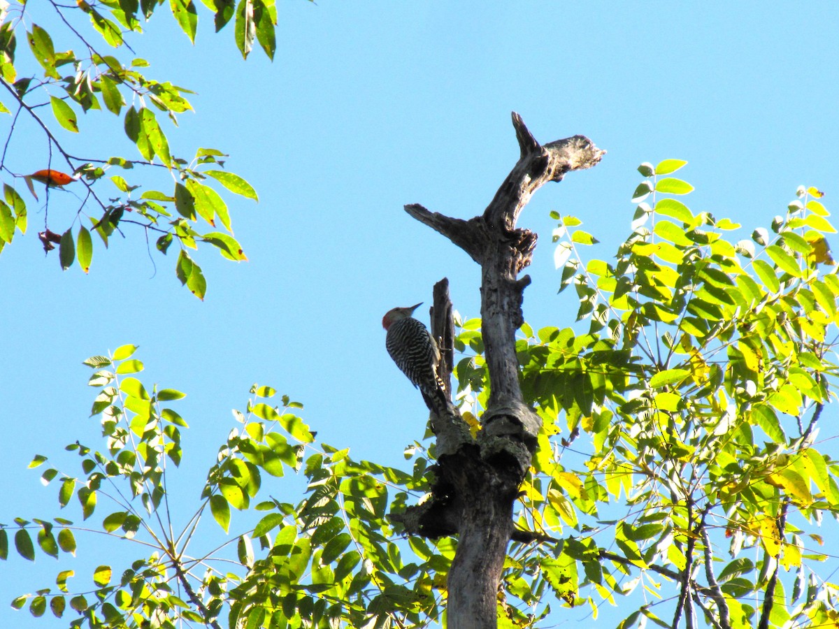 Каролинский дятел - ML643235385