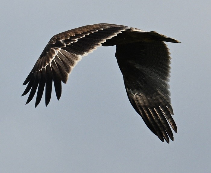 Indian Spotted Eagle - ML643235412