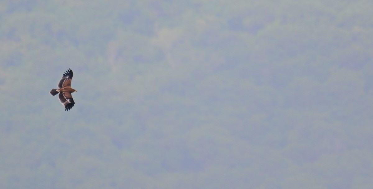 Indian Spotted Eagle - ML643235413